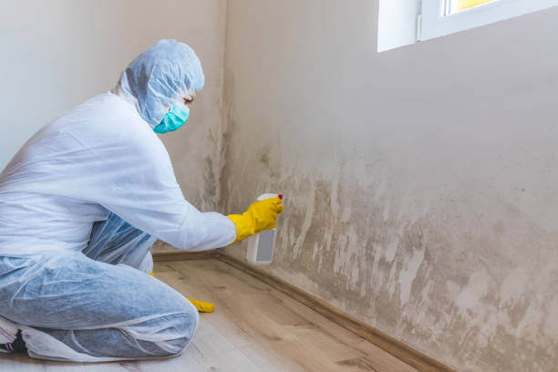 Licensed Basement Mold Removal service in Huntingtown, MD - WQB Mold Removal
