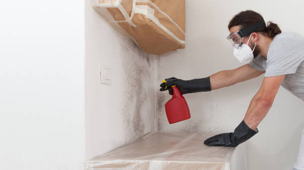 Professional Basement Mold Removal technician working in Huntingtown, MD
