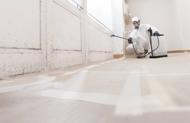 24/7 Emergency Basement Mold Removal experts in Huntingtown, MD