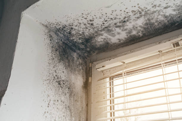 Affordable Basement Mold Removal solutions in Huntingtown, MD